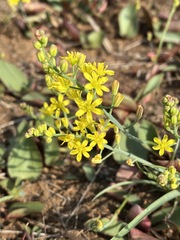 Eriospermum mackenii