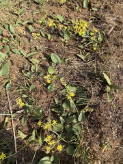 Eriospermum mackenii