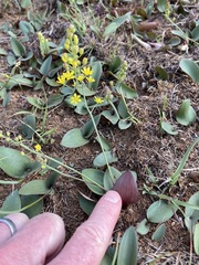 Eriospermum mackenii