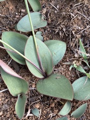 Eriospermum mackenii