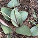 Eriospermum mackenii - Photo (c) Linda Loffler, algunos derechos reservados (CC BY-NC), subido por Linda Loffler