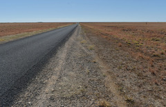 Iseilema macratherum