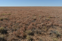 Iseilema macratherum