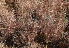 Iseilema macratherum