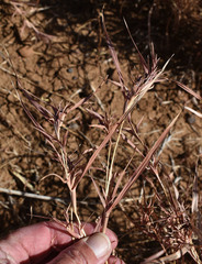 Iseilema macratherum