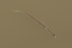 Zenarchopterus gilli
