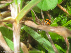 Eriopis heliophila