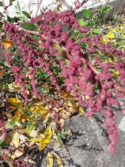 Chenopodium album