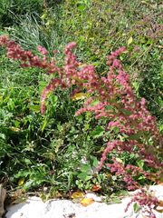 Chenopodium album