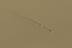 Zenarchopterus gilli