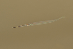 Zenarchopterus gilli
