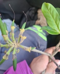 Handroanthus serratifolius