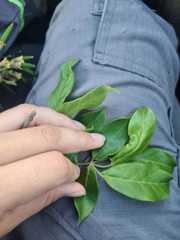 Handroanthus serratifolius