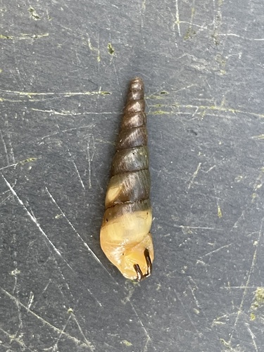 Striated Awl Snail