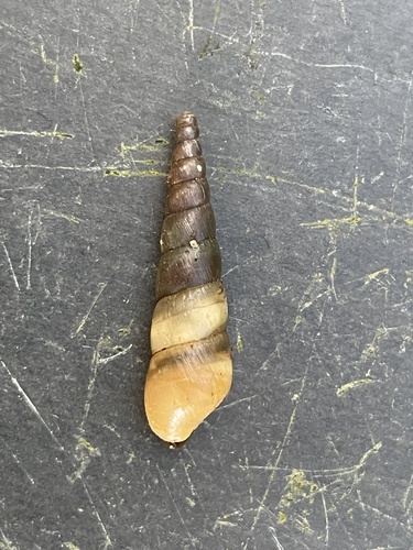 Striated Awl Snail