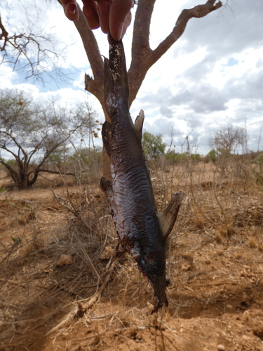 Widehead catfish (Clarotes laticeps) — Claroteidae
