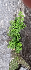 Adiantum capillus-veneris