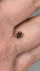 Gibbaranea bituberculata