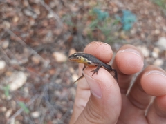 Lissotriton maltzani