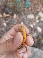 Lissotriton maltzani