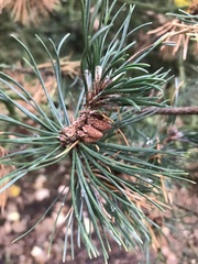 Pinus