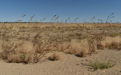 Abelmoschus ficulneus