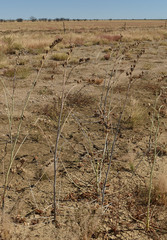 Abelmoschus ficulneus