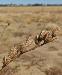 Abelmoschus ficulneus