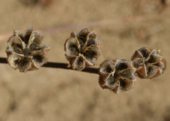 Abelmoschus ficulneus