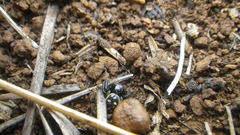 Synema marlothi
