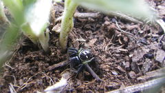 Synema marlothi
