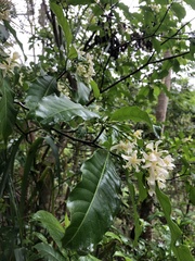 Tabernaemontana hystrix