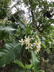 Tabernaemontana hystrix