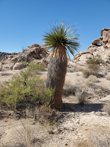 Nolina bigelovii