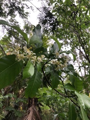 Tabernaemontana hystrix