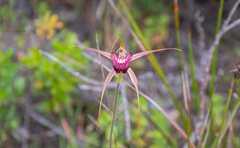Caladenia applanata