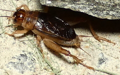 Anurogryllus