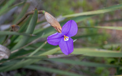 Patersonia occidentalis