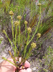 Thesium spicatum