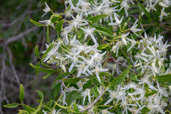 Clematis linearifolia