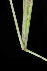Setaria liebmannii