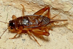 Anurogryllina