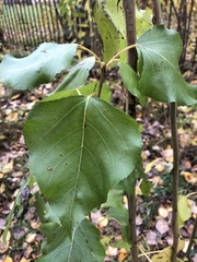 Populus