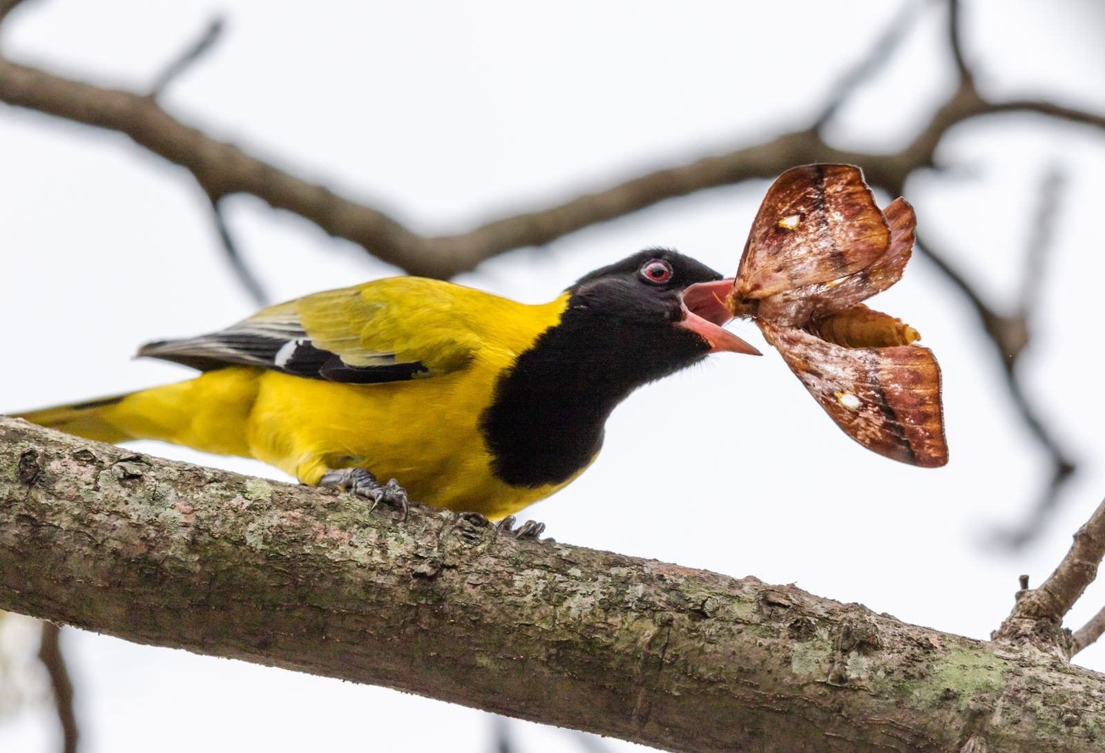 African Black-headed Oriole (Oriolus larvatus)