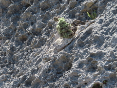 Erica occulta