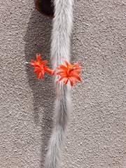 Cleistocactus colademononis
