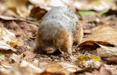Amblysomus hottentotus