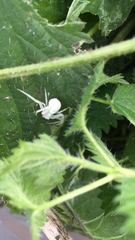 Misumena vatia