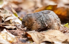 Amblysomus hottentotus