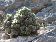 Erica occulta